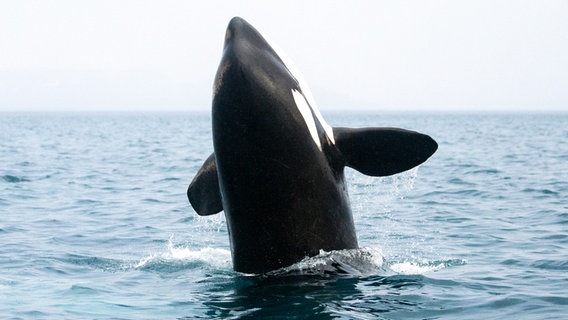 Ein Orca springt aus dem Meer in die Höhe. © NDR/Terra Mater/Gretchen Freund 