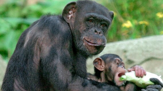 Schimpansen © RB/Achiv Zoo am Meer, Bremerhave 