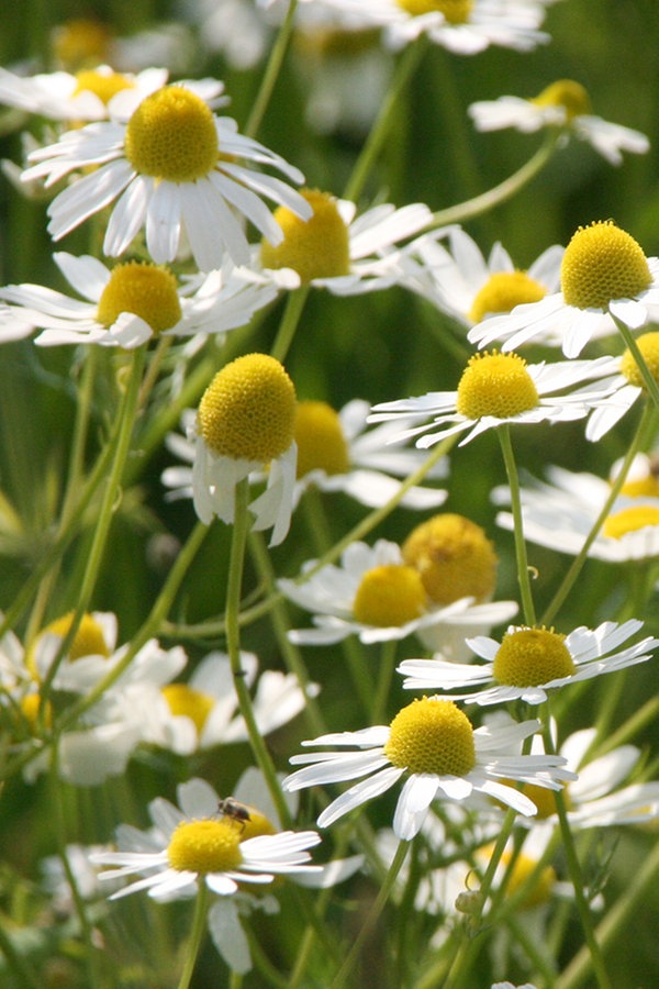 Heilpflanzen im eigenen Garten anbauen NDR.de Ratgeber