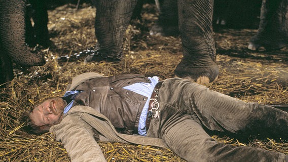 Eines Morgens liegt Tierparkinspektor Rolf Bergmann (Raimund Harmstorf) tot in der Box einer Elefantenkuh.  