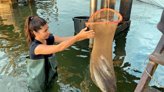 Serena Loddo beim fischen der Roggen, aus denen die sardische Spezialität Bottarga hergestellt wird © HR 
