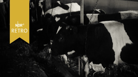 Kühe in einem Stall 1965  
