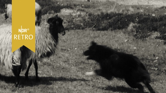 Hütehund bellt eine Heidschnucke an (1965)  