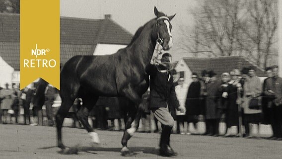 Pferd wird bei einer Auktion vorgeführt (1965)  