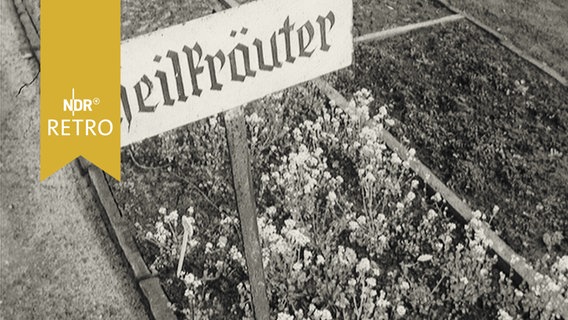 Rabattenbeet mit Schild "Heilkräuter" im Herrenhäuser Schulgarten 1965  
