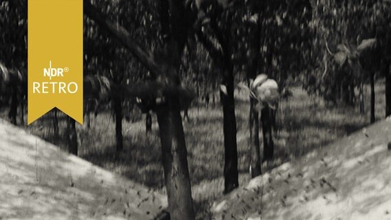 Kirschen fallen bei Ernte in einer Plantage in einen Sammelbehälter (1965)  