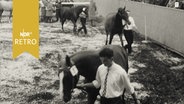 Züchter führen ihre Trakehner bei Neumünsteraner Herbstkörung 1964 durch die Reithalle  