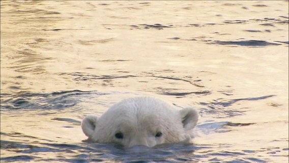 Der obere Kopfteil eines Eisbären schaut aus dem Wasser © Screenshot 