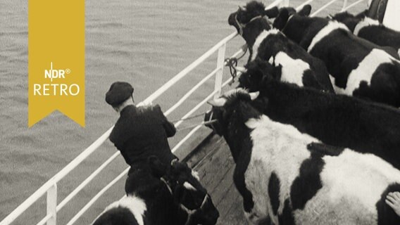 Kühe blicken von einer Fähre aus auf die See (1964)  