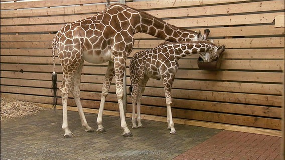 Eine Giraffenmutter und ihr Baby fressen an einer Futterstelle.  