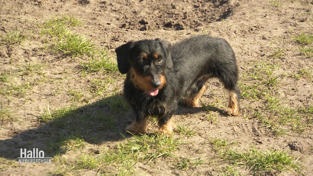 21 Hunde Leinenpflicht Niedersachsen 2020 Snehabhatepo