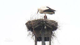 Ein Storch steht auf seinem Nest.