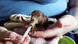 Ein kleines Eichhörnchen wird mit einer Pipette gefüttert.