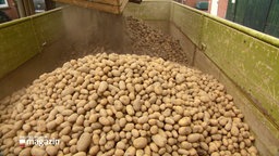 Kartoffelernte wird auf einen Hänger geladen