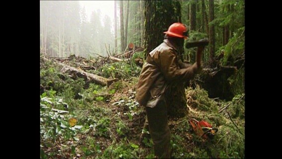 Ein Mann in Arbeitskleidung fällt einen Baum.  