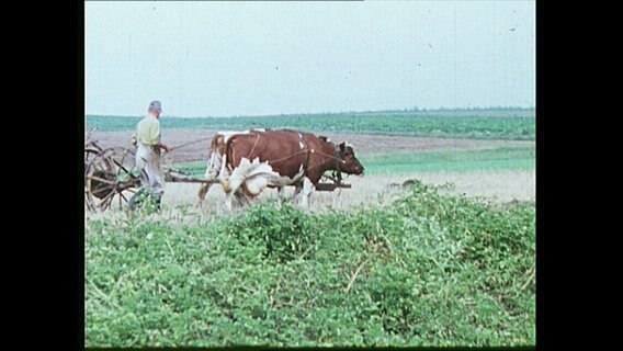 Ein Bauer arbeitet mit einer Kuh auf dem Feld (Archivbild).  