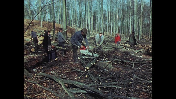 Einige Menschen holzen Bäume in einem Wald ab (Archivbild).  