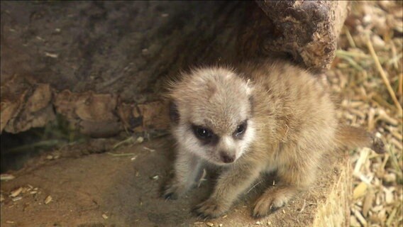 Ein Erdmännchen-Baby  