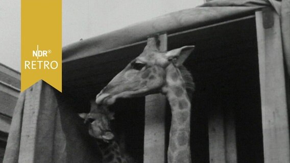 Zwei Giraffen blicken aus einer Transportbox 1965  