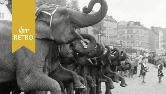 Acht Elefanten des Zirkus Althoff in einer Reihe am Hafenrand heben ein Bein und den Rüssel, Dressur zum Hafengeburtstag 1964  