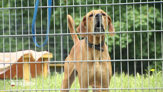 Kapazitäten erschöpft AufnahmeStopp im Tierheim Salzgitter NDR.de