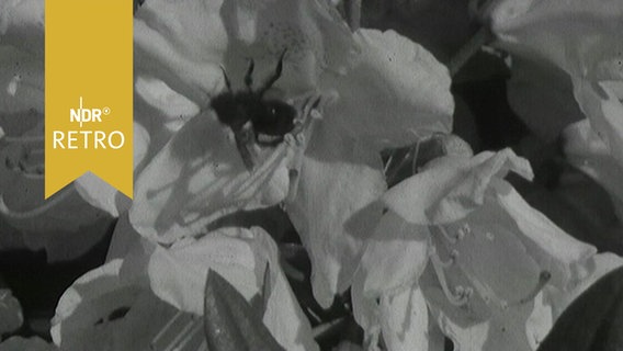 Hummel auf einer Rhododendronblüte (1963)  