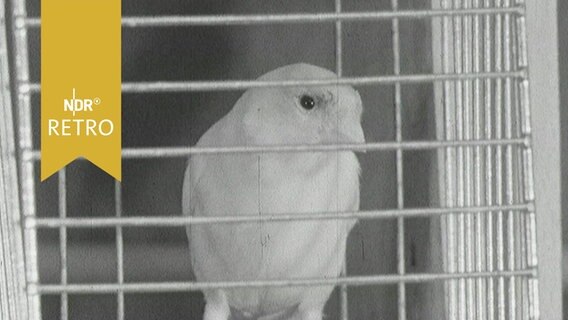 Kanarienvogel in einem kleinen Käfig (1964)  