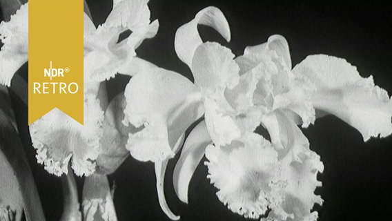 Orchideenblüte (1964)  