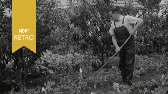Ein Kleingärtner harkt in seinem Garten (1963)  