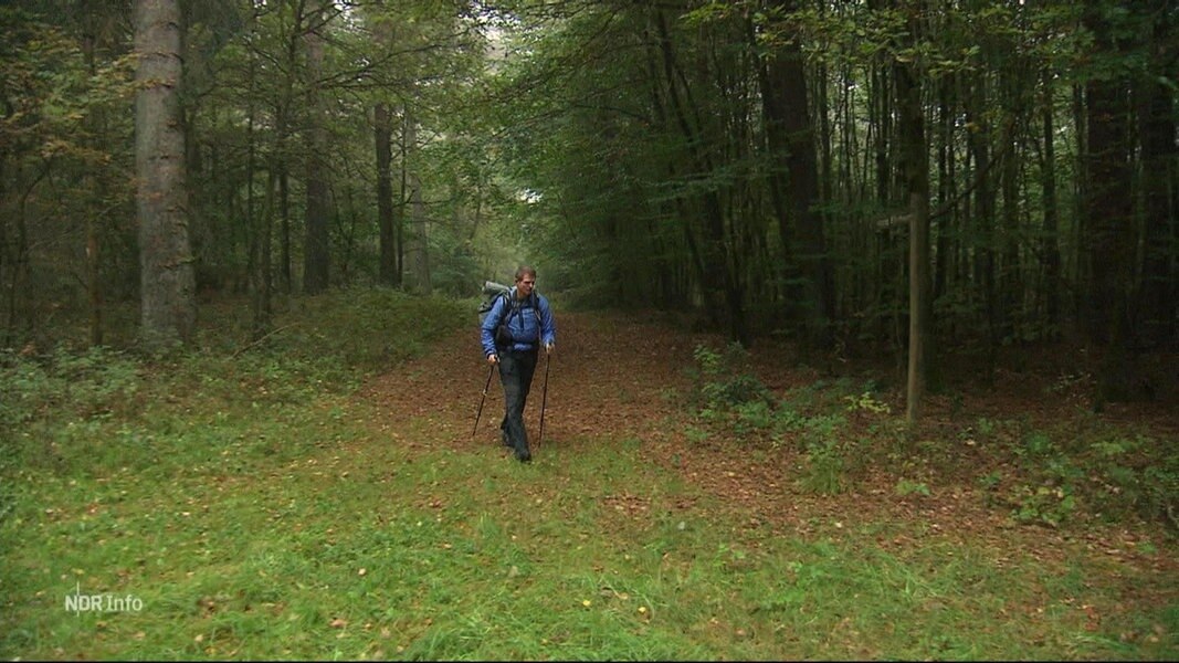 Förster Gerald Klamer wandert durch ein Waldstück.