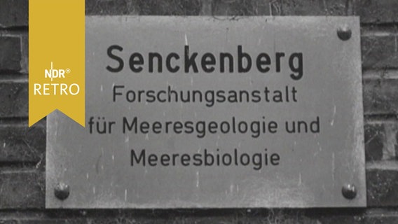 Schriftzug auf einem Schild: "Senckenberg Forschungsanstalat für Meeresgeologie und Meeresbiologie" (1964)  
