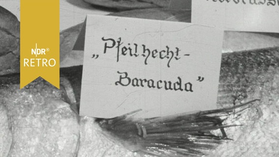 Ausgestellter Fisch mit dem Schild "Pfeilhecht Baracuda" (1964)  