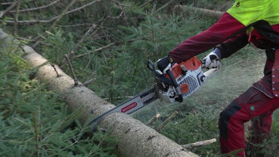 Ein umgestürtzter Baum wird mit einer Motorsäge zersägt. © Screenshot 