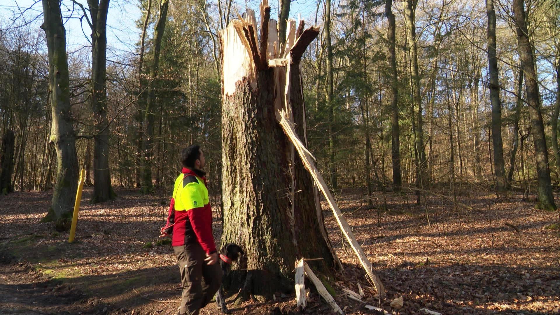 Nach Stürmen: Aufräumarbeiten im Wald in Hamburg dauern an