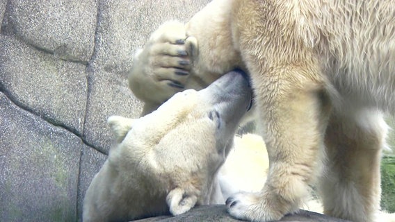 Zwei Eisbären spielen miteinander. © Screenshot 