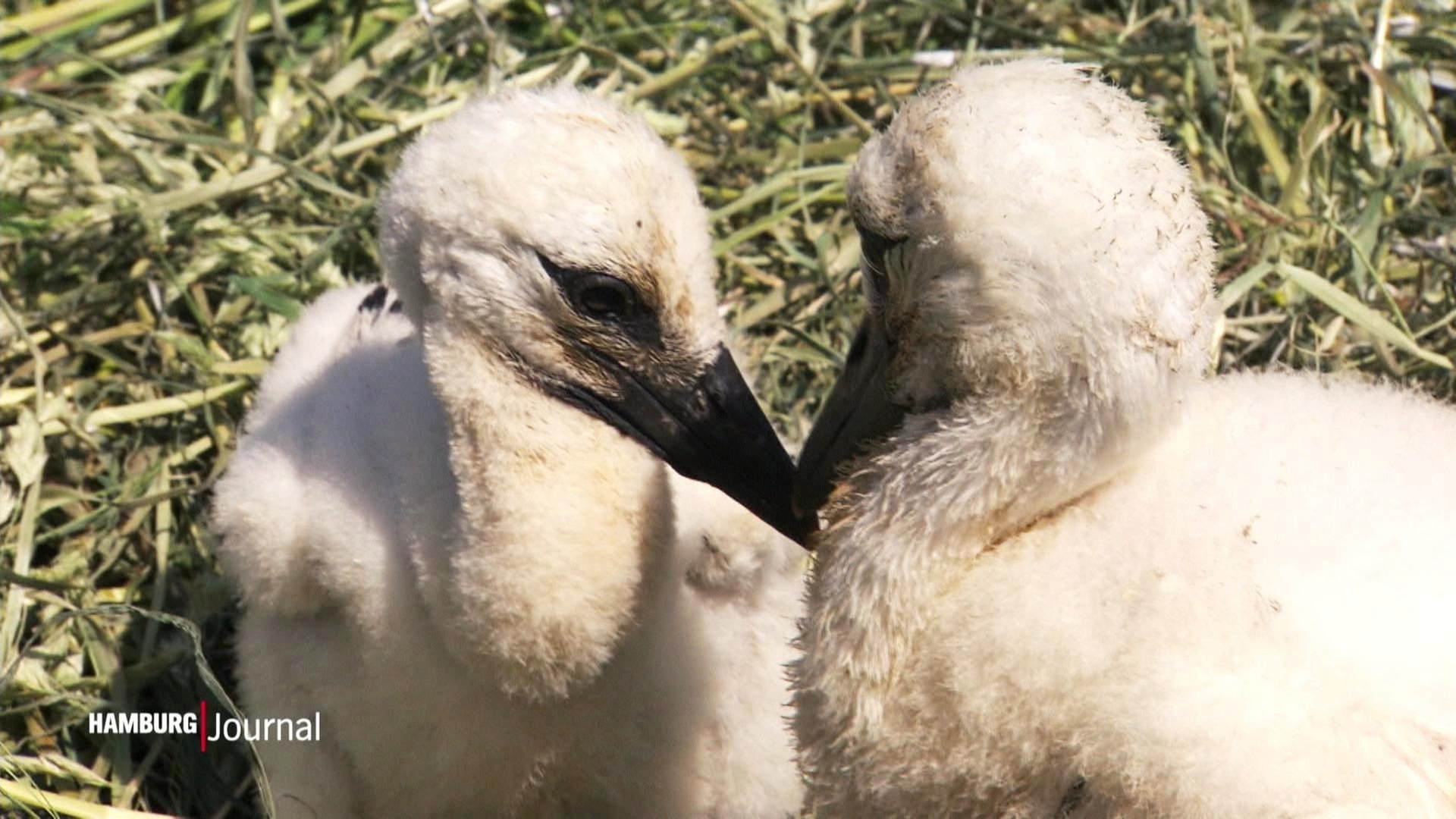 Storchenbabys durch Trockenheit gefährdet