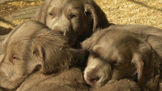 Drei Hundewelpen liegen in einem Korb © Screenshot 