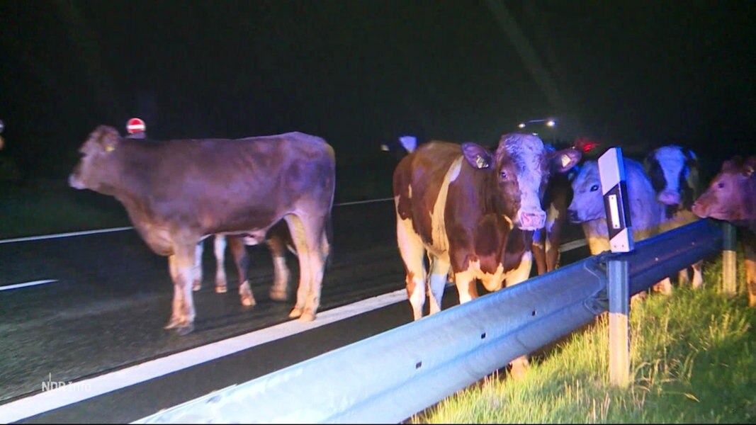 Rinder stehen an der Leitplanke einer Autobahn