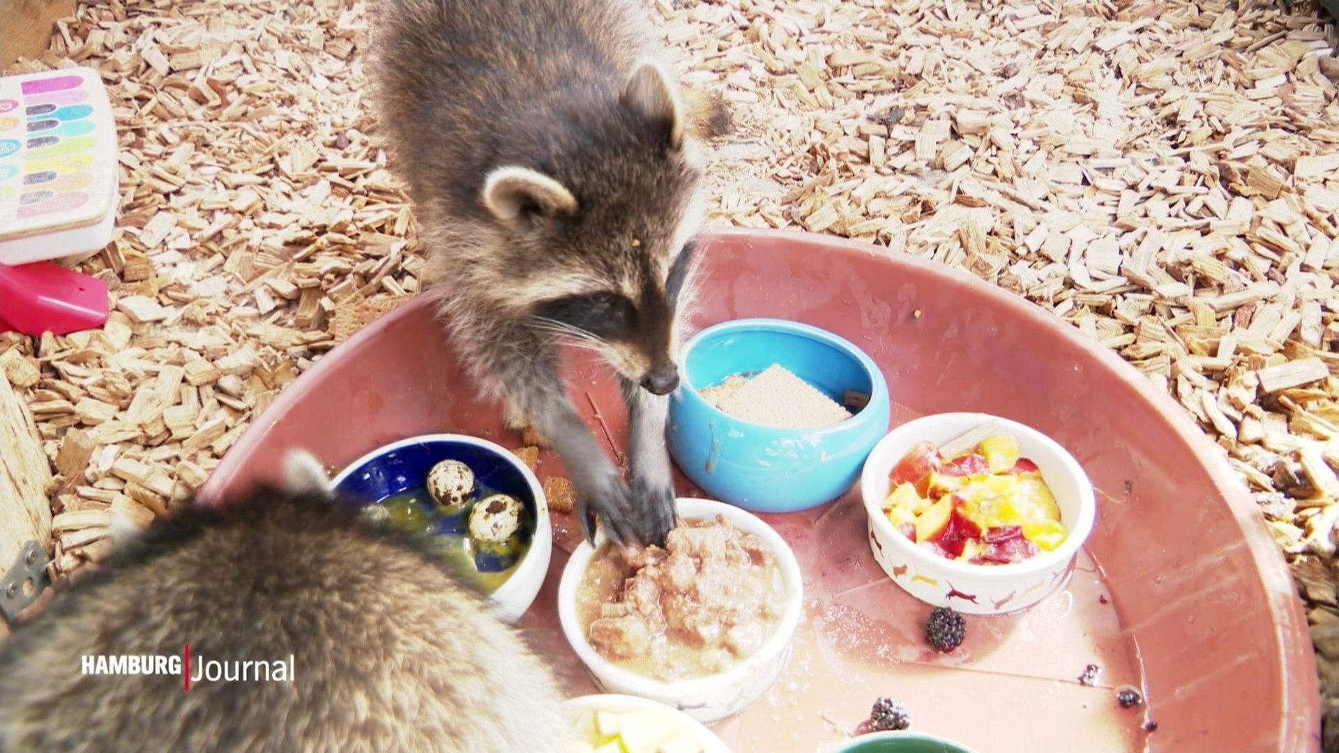 Hochbetrieb in der Wildtierstation Looki