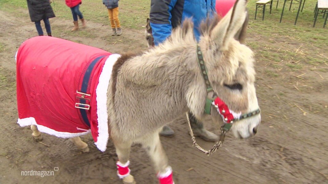 Tierische Weihnachten auf dem Lottihof NDR.de Fernsehen Sendungen