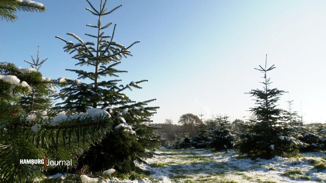 Familienevent Weihnachtsbaum schlagen am Höltigbaum NDR.de