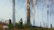 Feuerwehrleute im Einsatz bei einem Waldbrand im Harz © Screenshot 