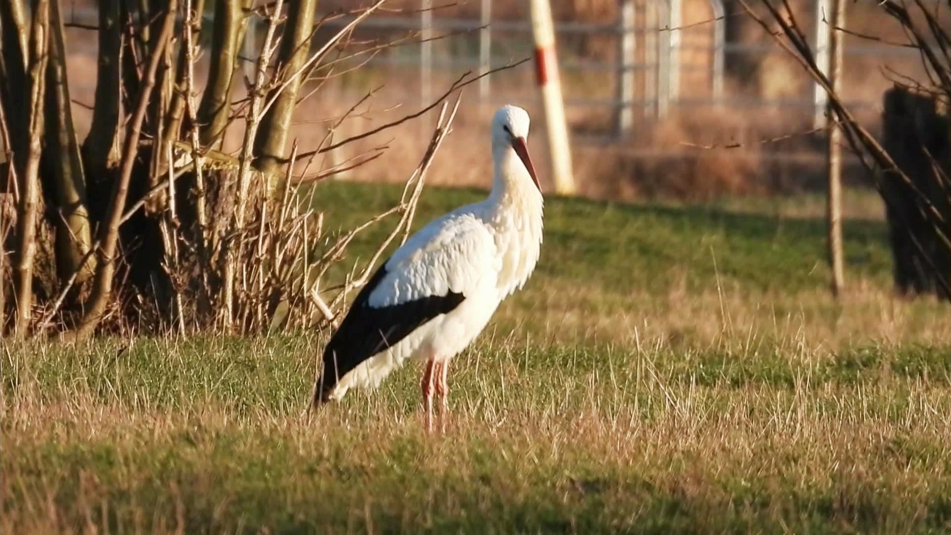 Storch in Hamburg gesichtet: Früher Rückkehrer aus dem Süden?