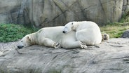 Zwei Eisbären dösen aneinandergekuschelt im Rostocker Zoo. © Screenshot 