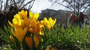 Blumen wachsen pünktlich zum Frühlingsstart. © Screenshot 