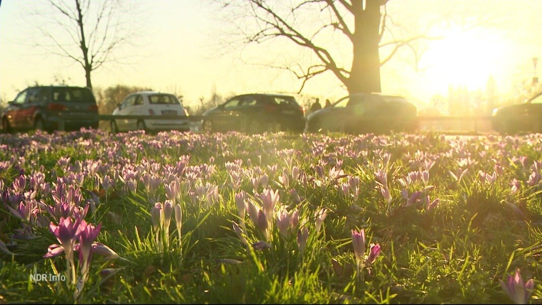 Meteorologischer Frühlingsanfang Viel Sonne im Norden NDR.de