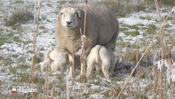 Eine Schafsfamilie lässt sich vom Neuschnee nicht aus der Ruhe bringen. © Screenshot 