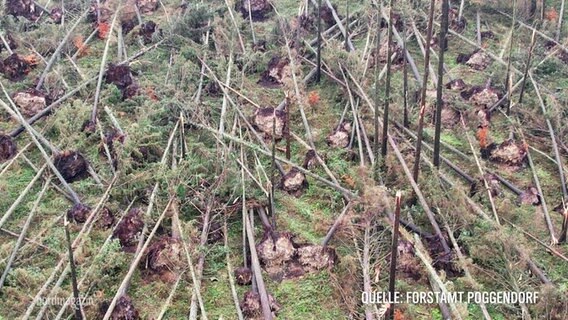 Ein Foto von umgestürzten Fichten, zur Verfügung gestellt vom Forstamt Poggendorf © Screenshot 