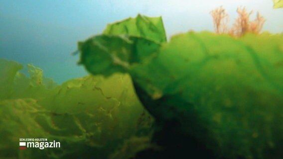 Nahaufnahme: Mehrere Algenpflanzen befinden sich unter Wasser. © Screenshot 