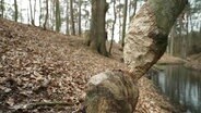 Am Ufer eines Waldbachs ist ein dünnerer Baumstamm keilförmig von einem Biber angenagt worden. © Screenshot 